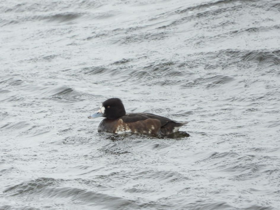 Vrouwtje kuifeend of...?